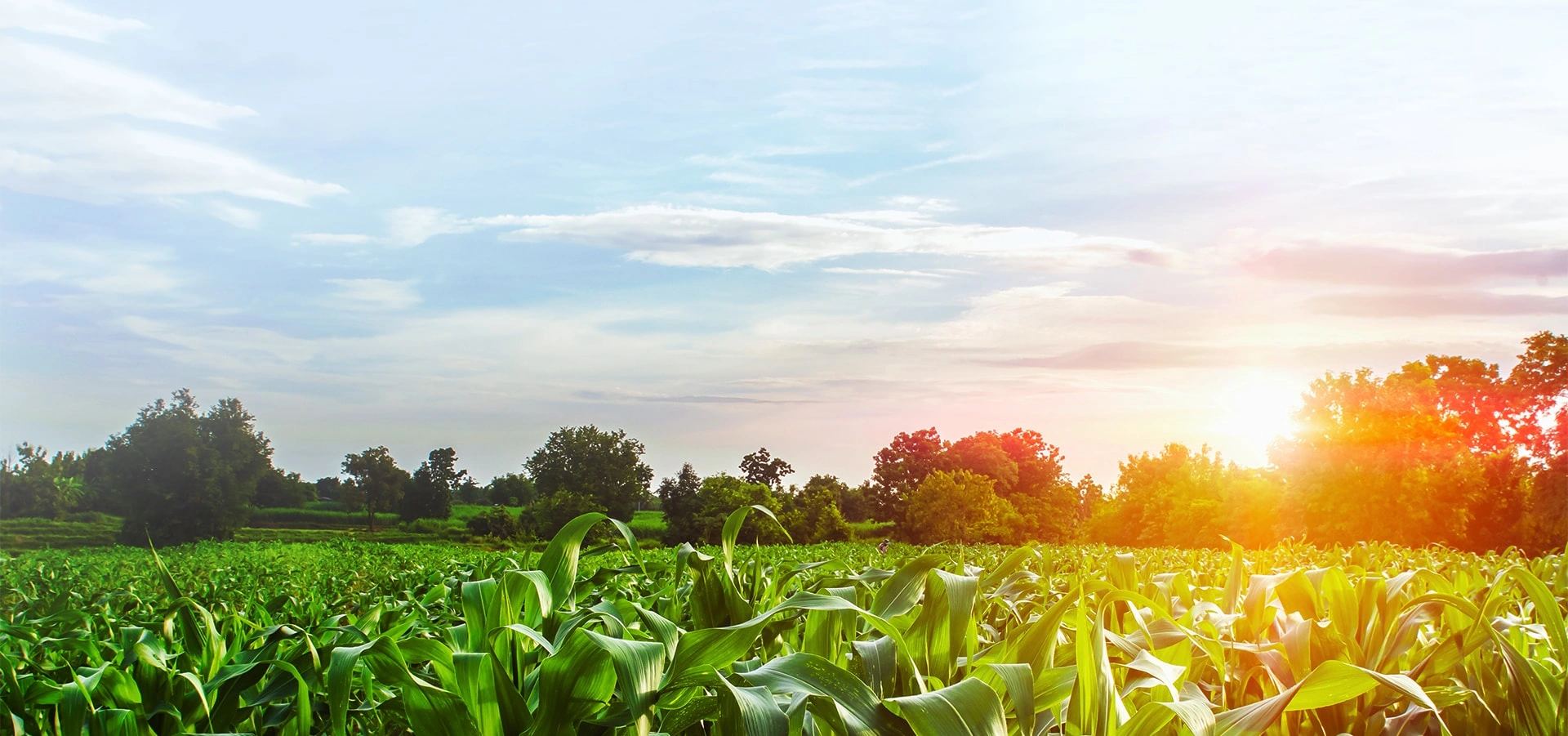 重庆巨利扬贸易有限公司